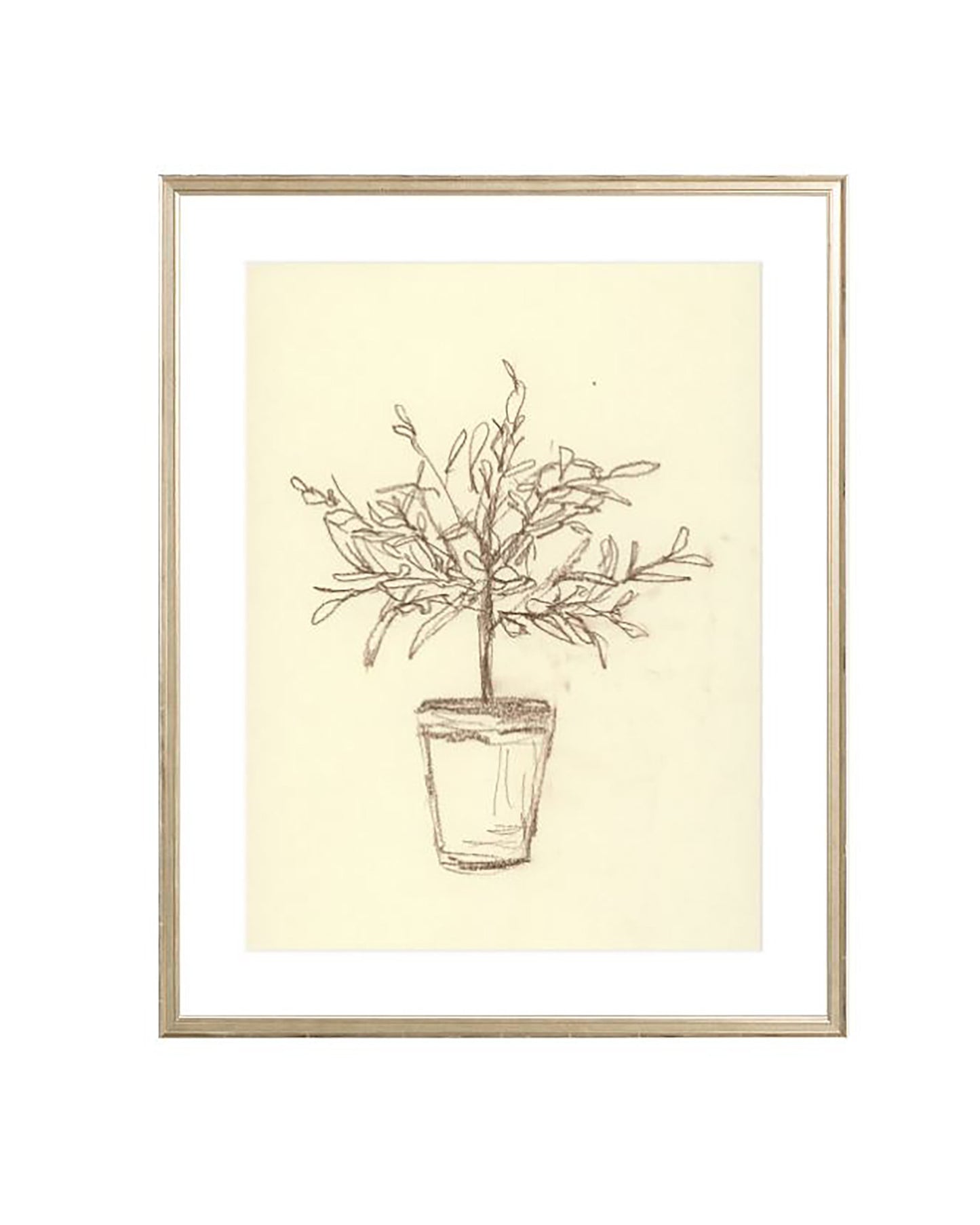 Olive Tree Sketch