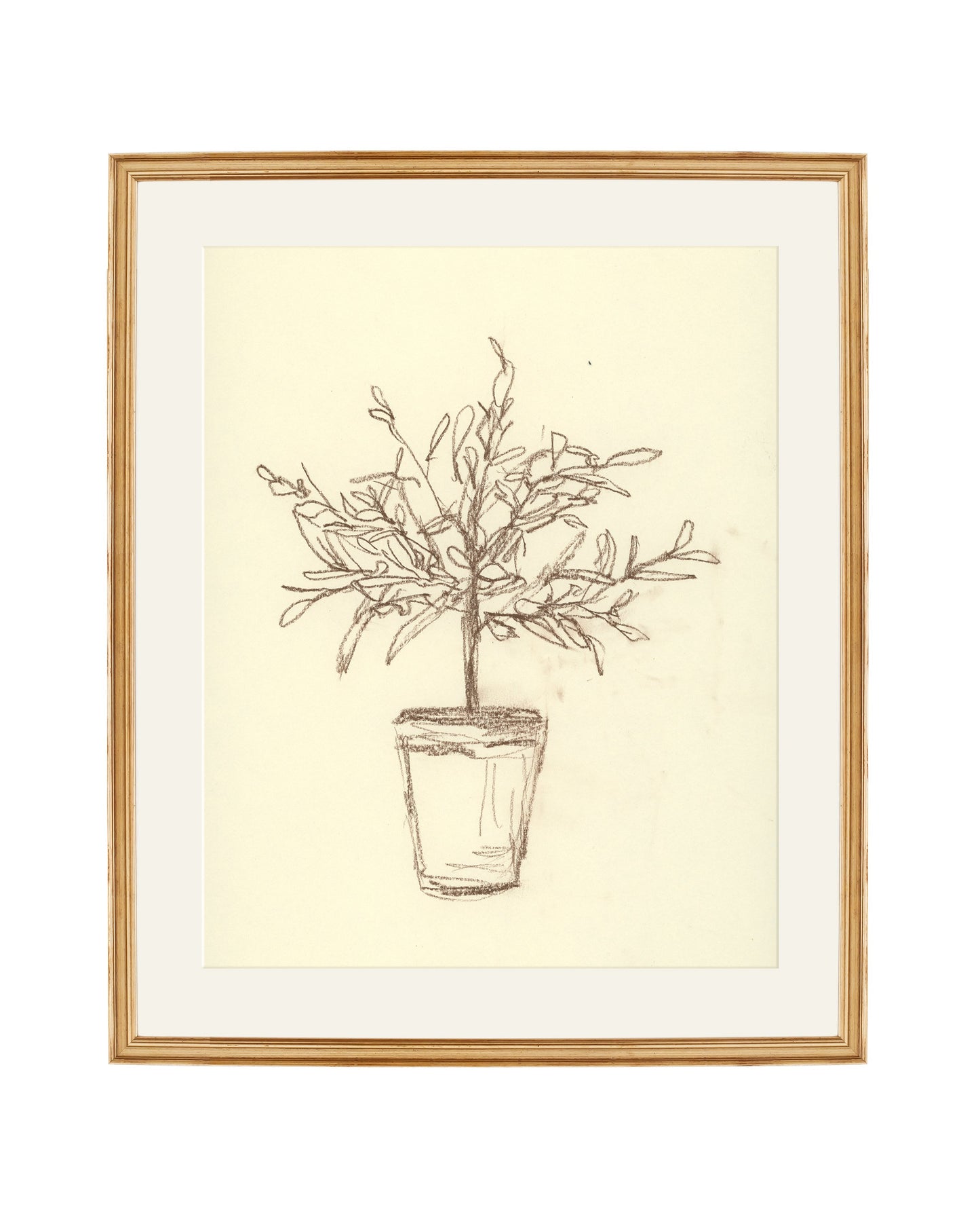 Olive Tree Sketch