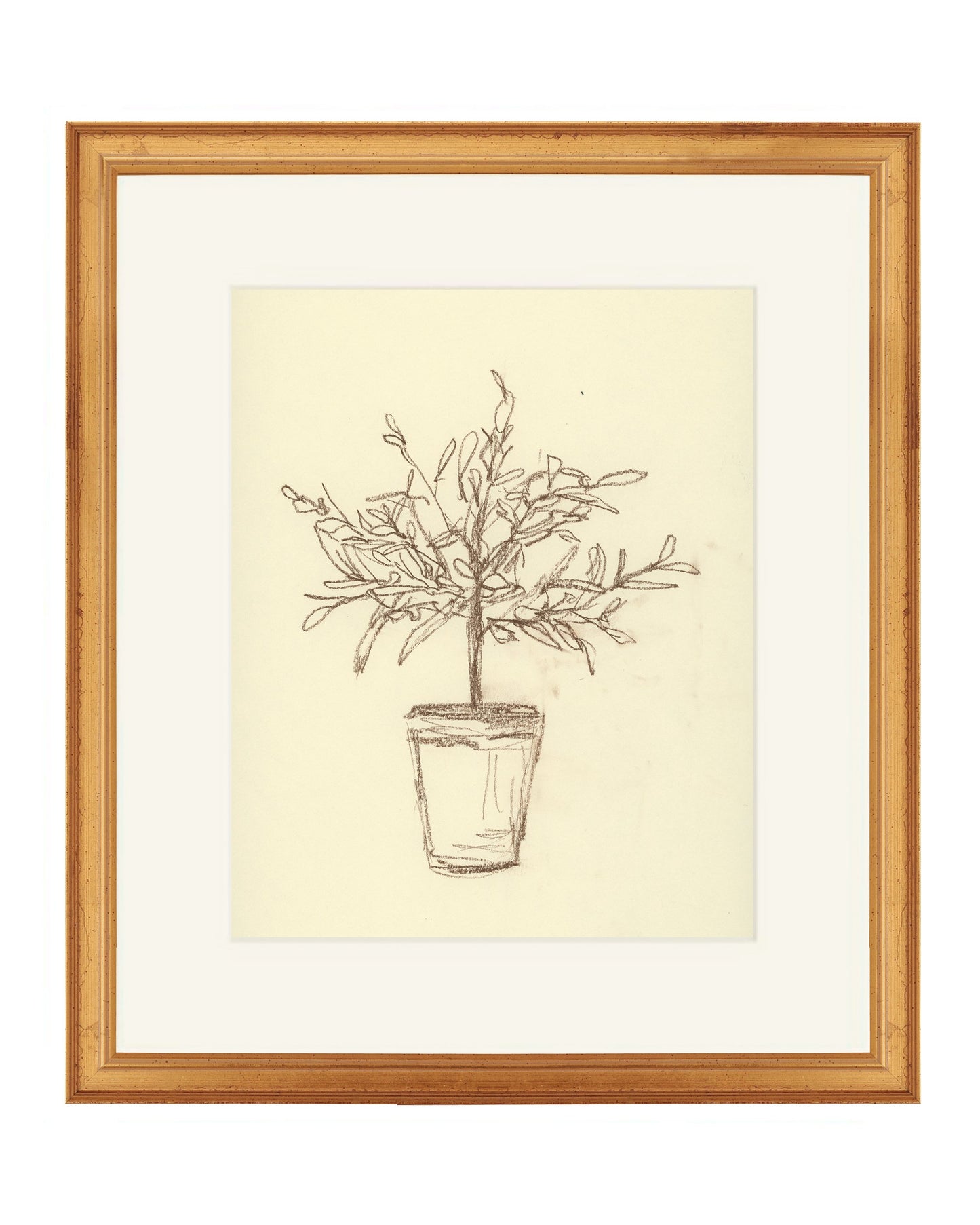 Olive Tree Sketch