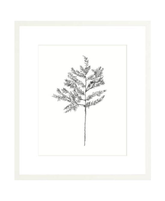 HEMLOCK STEM